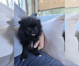 Pomeranian Puppy for sale in SAN ANTONIO, TX, USA