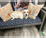 Small #1 Petit Basset Griffon Vendeen