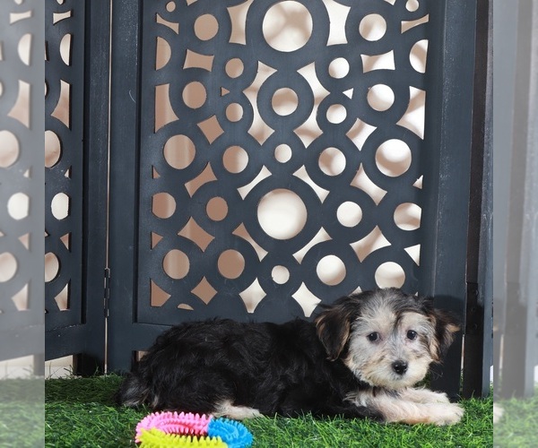 Medium Photo #3 Yo-Chon Puppy For Sale in MOUNT VERNON, OH, USA