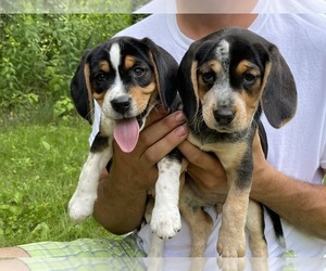 Beagle Puppy for sale in WOODSTOCK, CT, USA