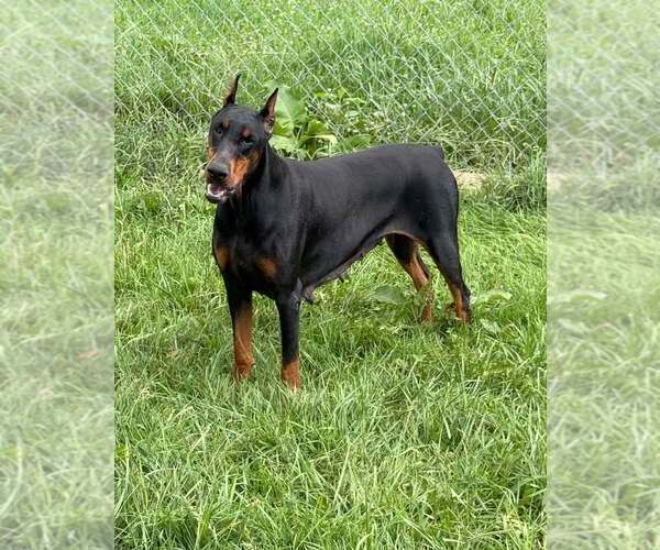 Medium Photo #1 Doberman Pinscher Puppy For Sale in WARSAW, IN, USA