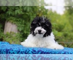 Small #3 Poodle (Toy)