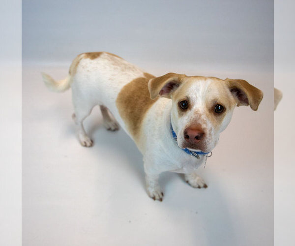 Medium Photo #3 Beagle-Unknown Mix Puppy For Sale in Kennesaw, GA, USA