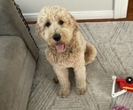 Small Photo #1 Goldendoodle Puppy For Sale in ALAMEDA, CA, USA