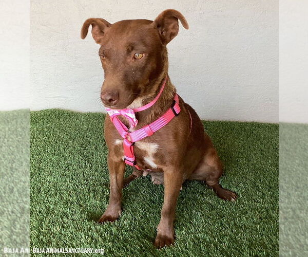 Medium Photo #3 American Pit Bull Terrier-Chocolate Labrador retriever Mix Puppy For Sale in San Diego, CA, USA