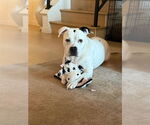 Small #37 American Staffordshire Terrier