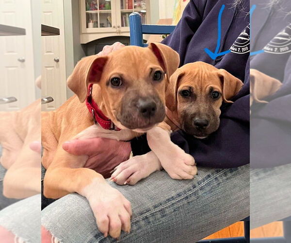 Medium Photo #10 Black Mouth Cur-Unknown Mix Puppy For Sale in New York, NY, USA