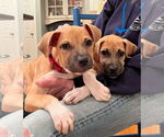 Small #9 Black Mouth Cur Mix
