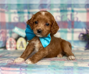 Cock-A-Poo Puppy for sale in RISING SUN, MD, USA
