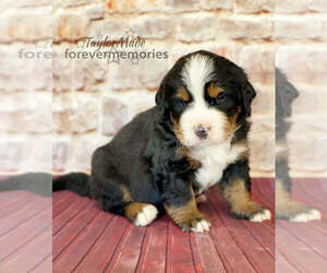Bernese Mountain Dog Puppy for sale in ROCK CREEK, WV, USA