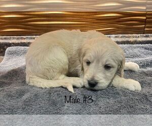 Goldendoodle Dog for Adoption in LAWRENCE, Kansas USA