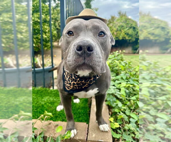 Medium Photo #4 American Staffordshire Terrier-Unknown Mix Puppy For Sale in Redlands, CA, USA