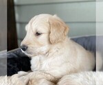 Small Photo #4 Goldendoodle Puppy For Sale in PECK, KS, USA