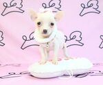 Small Photo #30 Chihuahua Puppy For Sale in LAS VEGAS, NV, USA