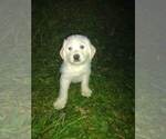 Puppy 3 Goldendoodle-Labrador Retriever Mix