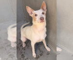 Small #2 Mutt
