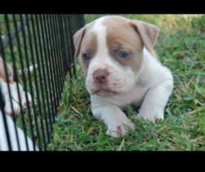 American Bulldog Puppy for sale in DU QUOIN, IL, USA