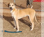 Small #1 Catahoula Leopard Dog-Great Pyrenees Mix