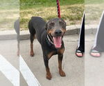 Small #3 Doberman Pinscher