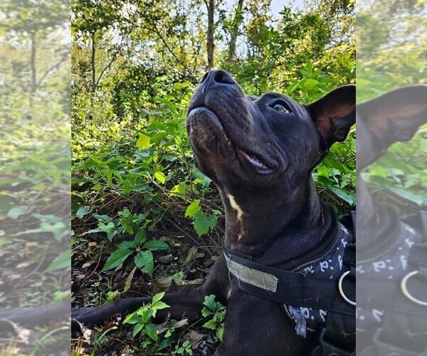 Medium Photo #6 Staffordshire Bull Terrier-Unknown Mix Puppy For Sale in oakland, FL, USA