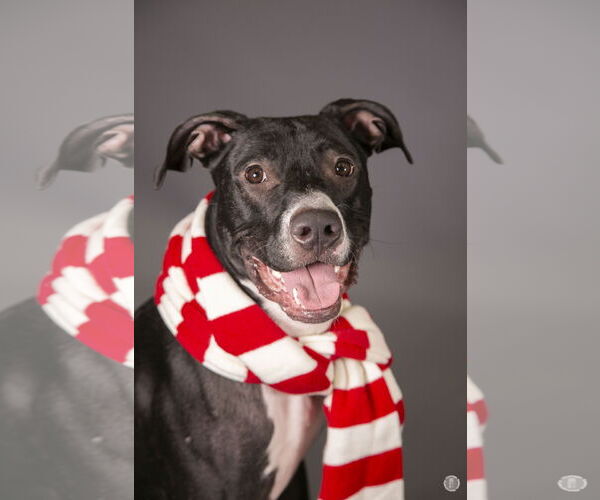 Medium Photo #4 Labrador Retriever-Unknown Mix Puppy For Sale in Princeton, MN, USA