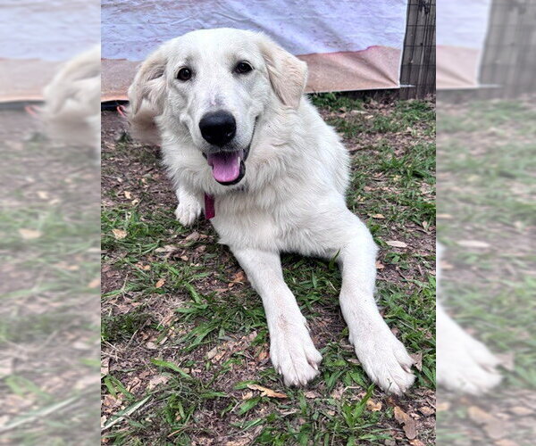 Medium Photo #9 Great Pyrenees Puppy For Sale in Spring, TX, USA