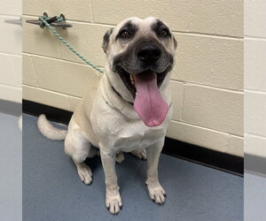 German Shepherd Dog-Unknown Mix Dogs for adoption in Denver, CO, USA