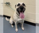 GUS - Male German Shepherd Dog-Unknown Mix Dog for Adoption - Small photo