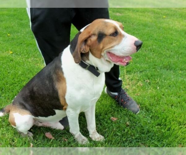 Medium Photo #1 Coonhound Puppy For Sale in Osgood, IN, USA