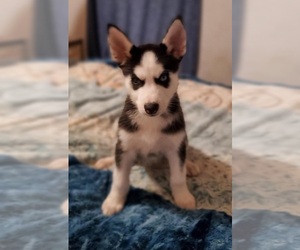 Siberian Husky Puppy for sale in ABILENE, TX, USA