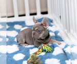 Small Photo #9 French Bulldog Puppy For Sale in GREENPORT, NY, USA