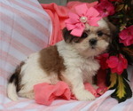 Small #2 Shih Tzu