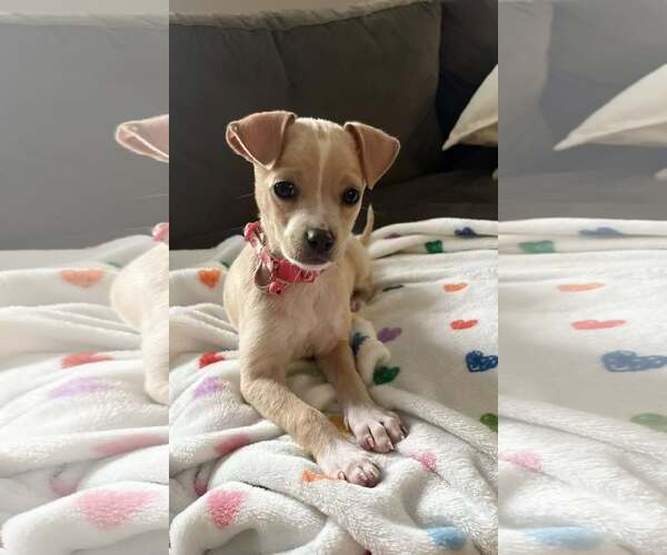 Medium Photo #1 Chihuahua-Unknown Mix Puppy For Sale in Greenville, SC, USA