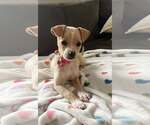 Small Chihuahua Mix