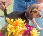 Small #20 Beagle