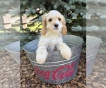 Small #2 Cockapoo (Miniature)