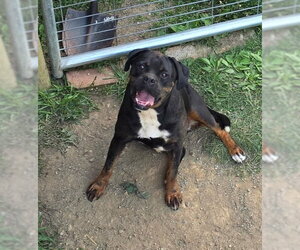 Wiggles - Female Bulldog Dog for Adoption - Photo #7