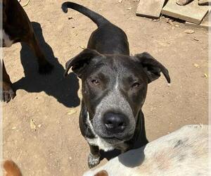 American Pit Bull Terrier-Australian Cattle Dog Mix Dogs for adoption in Santa Maria, CA, USA