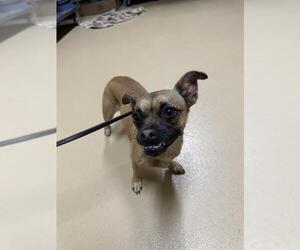 Chug Dogs for adoption in Chula Vista, CA, USA