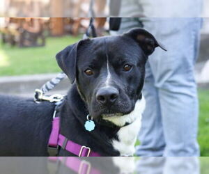 Boxador Dogs for adoption in Princeton, MN, USA