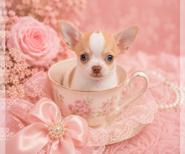 Medium Photo #4 Chihuahua Puppy For Sale in CAPE CORAL, FL, USA