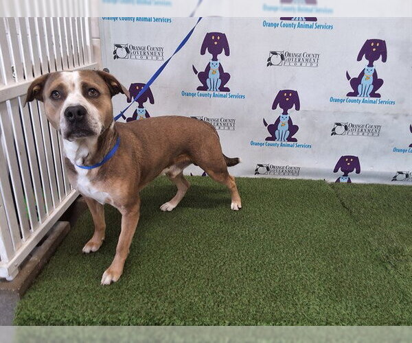 Medium Photo #1 Mutt Puppy For Sale in Orlando, FL, USA