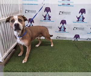 Mutt Dogs for adoption in Orlando, FL, USA