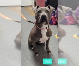 American Pit Bull Terrier-Unknown Mix Dogs for adoption in Richmond, IN, USA