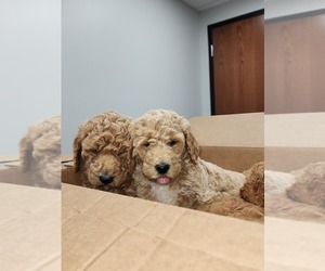 Poodle (Standard) Litter for sale in CARY, IL, USA