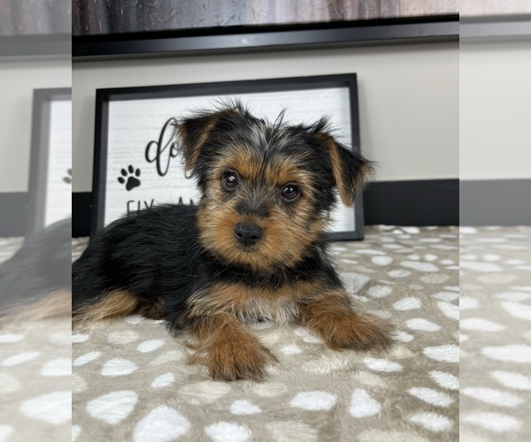 Medium Photo #3 Yorkshire Terrier Puppy For Sale in INDIANAPOLIS, IN, USA