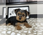 Small #2 Yorkshire Terrier
