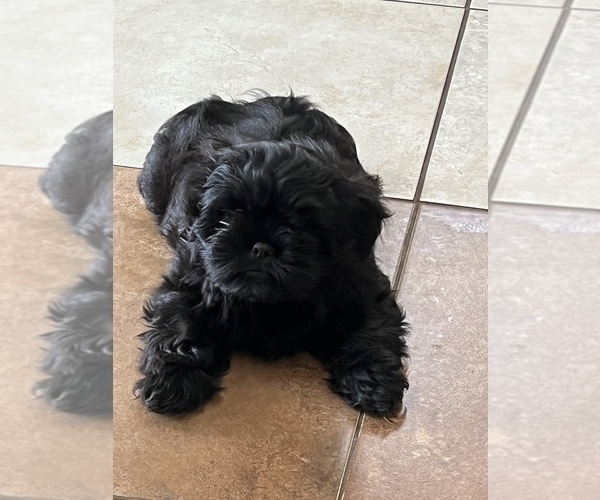 Medium Photo #1 Shih Tzu Puppy For Sale in MARIANNA, FL, USA