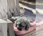 Small Photo #8 Poodle (Miniature) Puppy For Sale in Wheaton, IL, USA