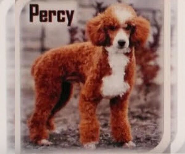 Medium Photo #1 Goldendoodle (Miniature) Puppy For Sale in GORDONVILLE, PA, USA